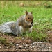 RK3_2692  I can never resist a squirrel by rosiekind
