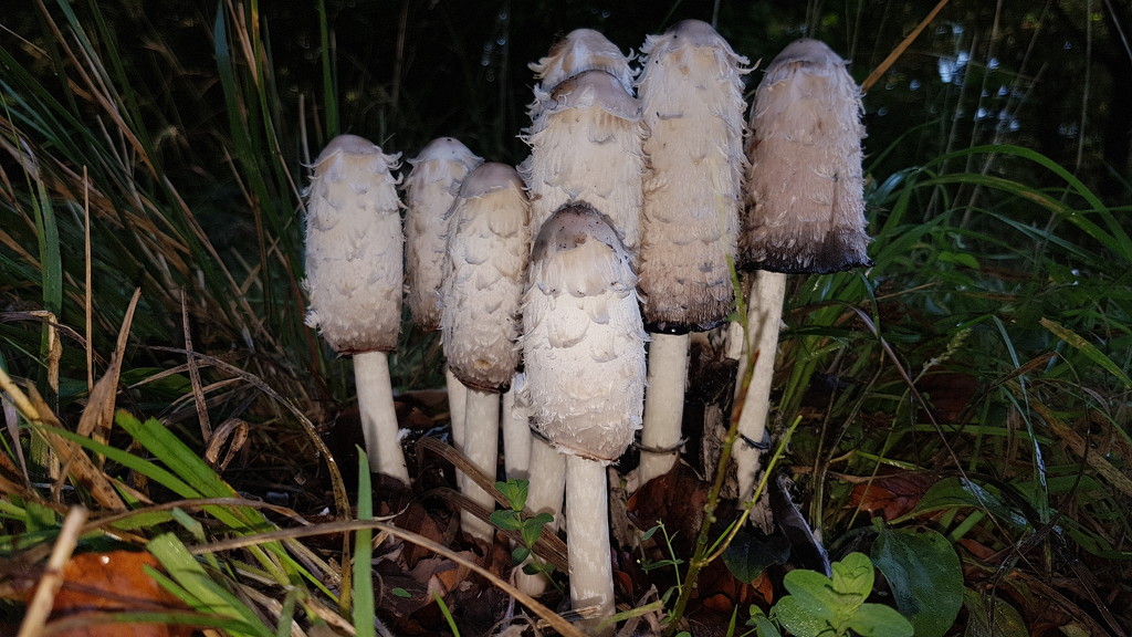 Shaggy ink cap group by julienne1