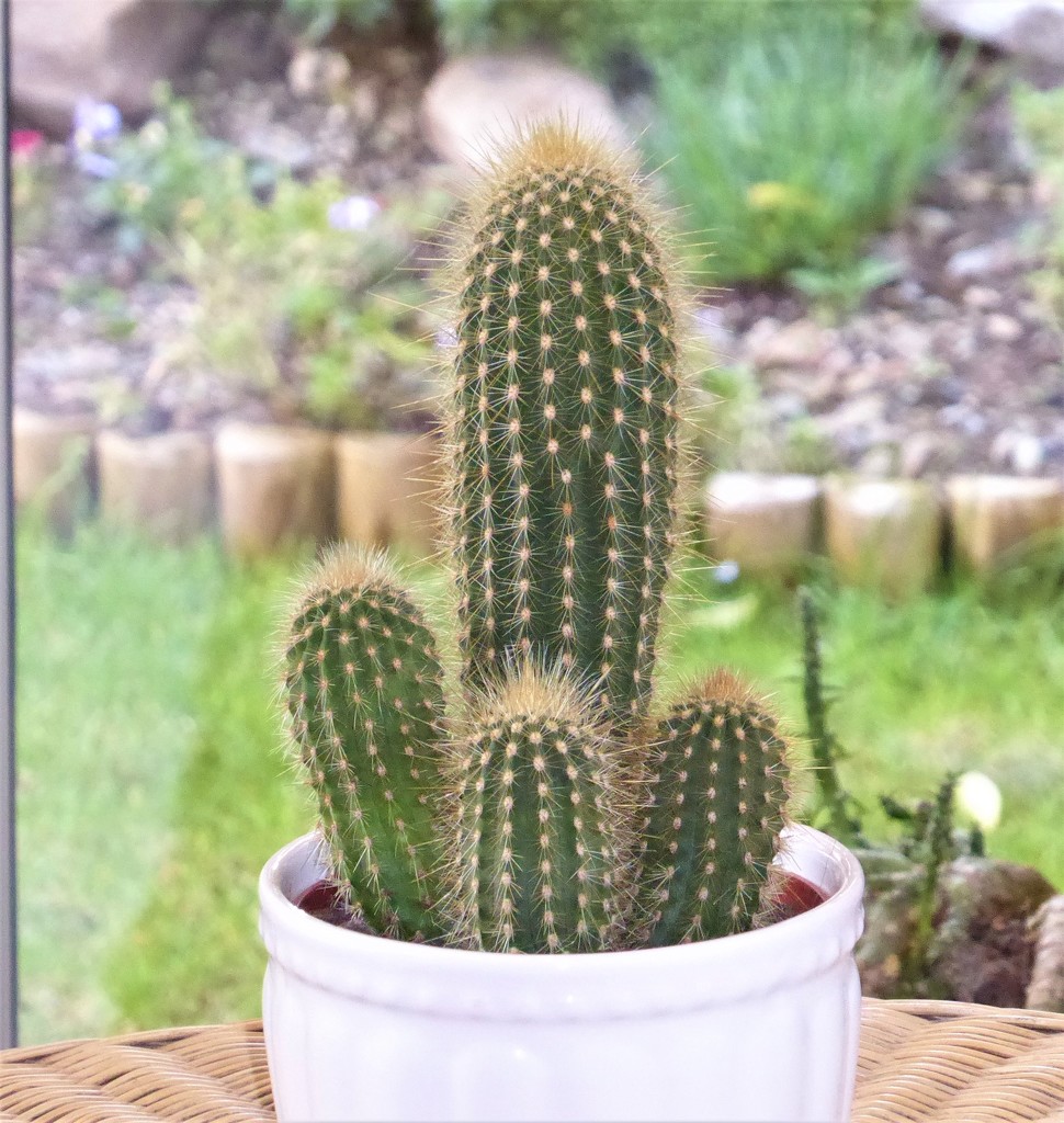 I Bought a Cactus by susiemc