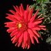 The dahlias from Enghien (1) - full size starting SooC by etienne