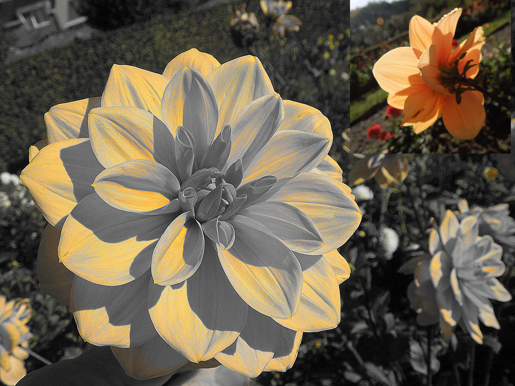 The dahlias from Enghien (2) by etienne