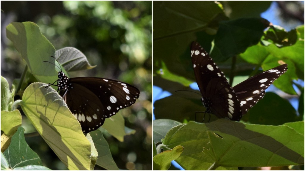 Beautiful Butterfly Wings ~  by happysnaps