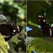 Beautiful Butterfly Wings ~  by happysnaps