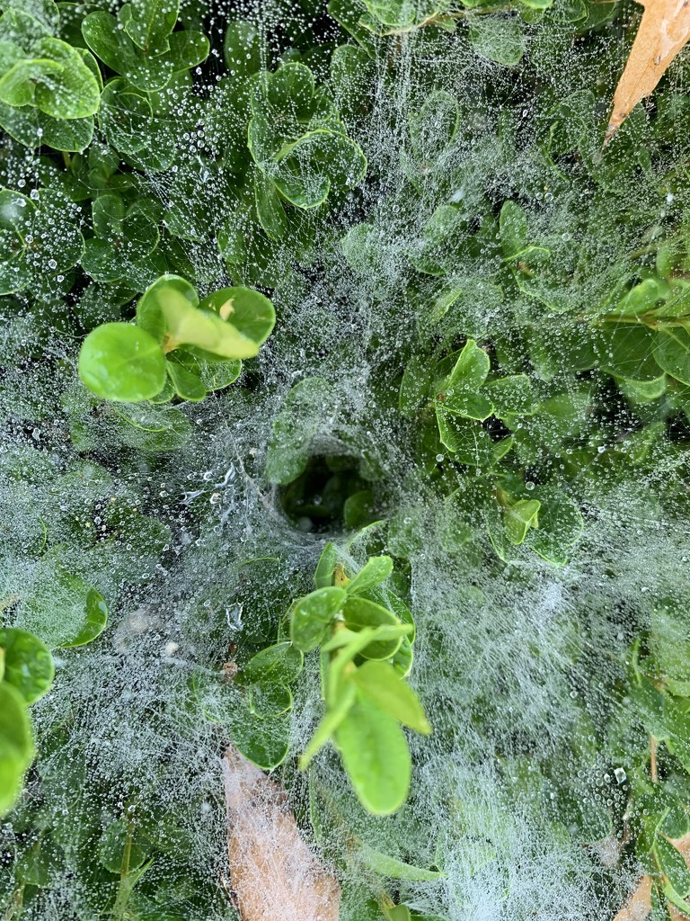 Spiderwebbed  by kdrinkie