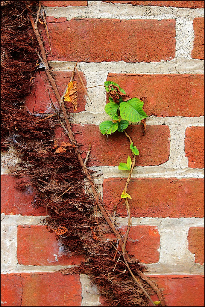 A Vine on the Chimney by olivetreeann