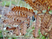 9th Oct 2019 - The fern knows it fall