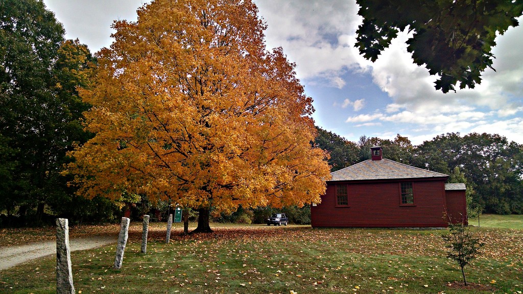 Old photo of fall foliage by dianezelia