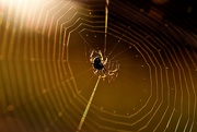 10th Oct 2019 - The Spider Weaves A Sticky Web