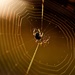 The Spider Weaves A Sticky Web by lynnz