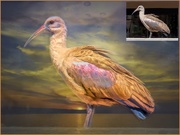 12th Oct 2019 - A Hadeda Ibis before and after