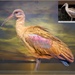 A Hadeda Ibis before and after by ludwigsdiana
