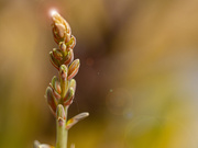 9th Oct 2019 - aloe bud