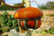 12th Oct 2019 - ornamental gourd aka turban squash
