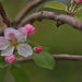 Apple Blossom by kgolab