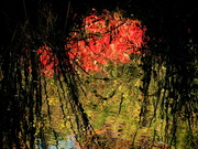12th Oct 2019 - Autumn Splender reflected on the water  