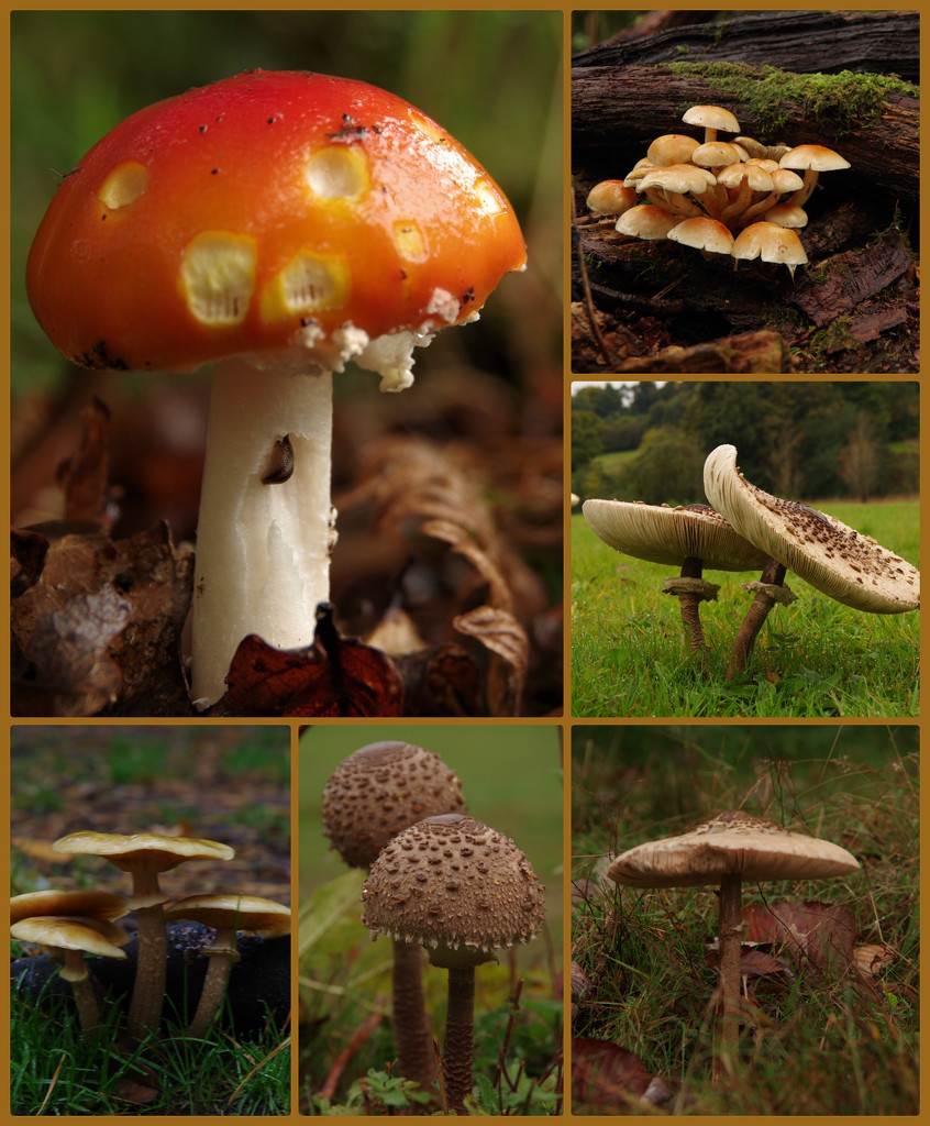 fungi by 30pics4jackiesdiamond