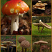 fungi by 30pics4jackiesdiamond