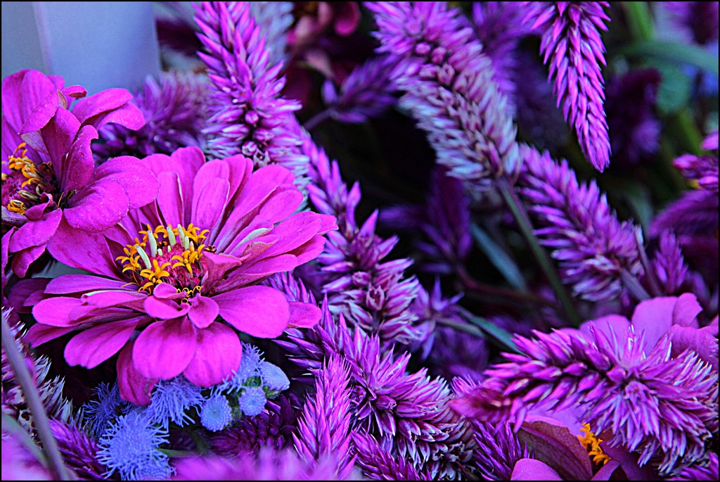 Pink or Purple by olivetreeann