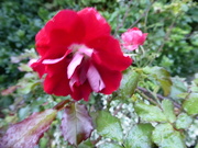 5th Oct 2019 - Roses are still flowering in the garden