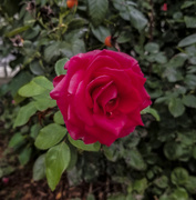3rd Oct 2019 - Autumn Rose