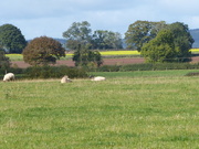 9th Oct 2019 - Hereford countryside