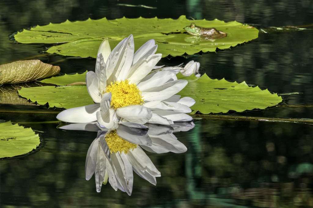 White Water Lily & Frog by kvphoto