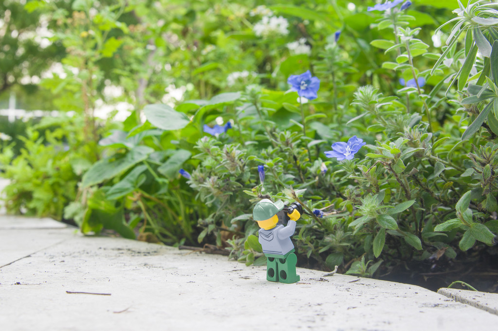 (Day 240) - Strolling the Garden by cjphoto