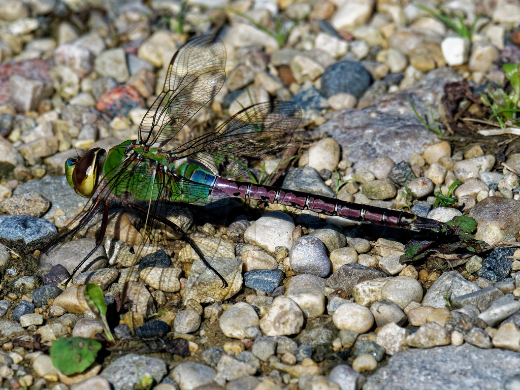 common green darner dragonfly by rminer