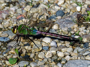 12th Oct 2019 - common green darner dragonfly