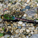common green darner dragonfly by rminer