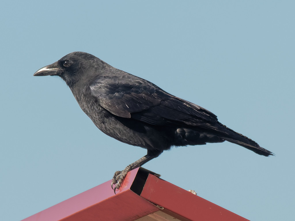 american crow by rminer
