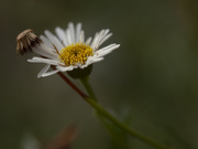 10th Oct 2019 - tiny seaside daisy