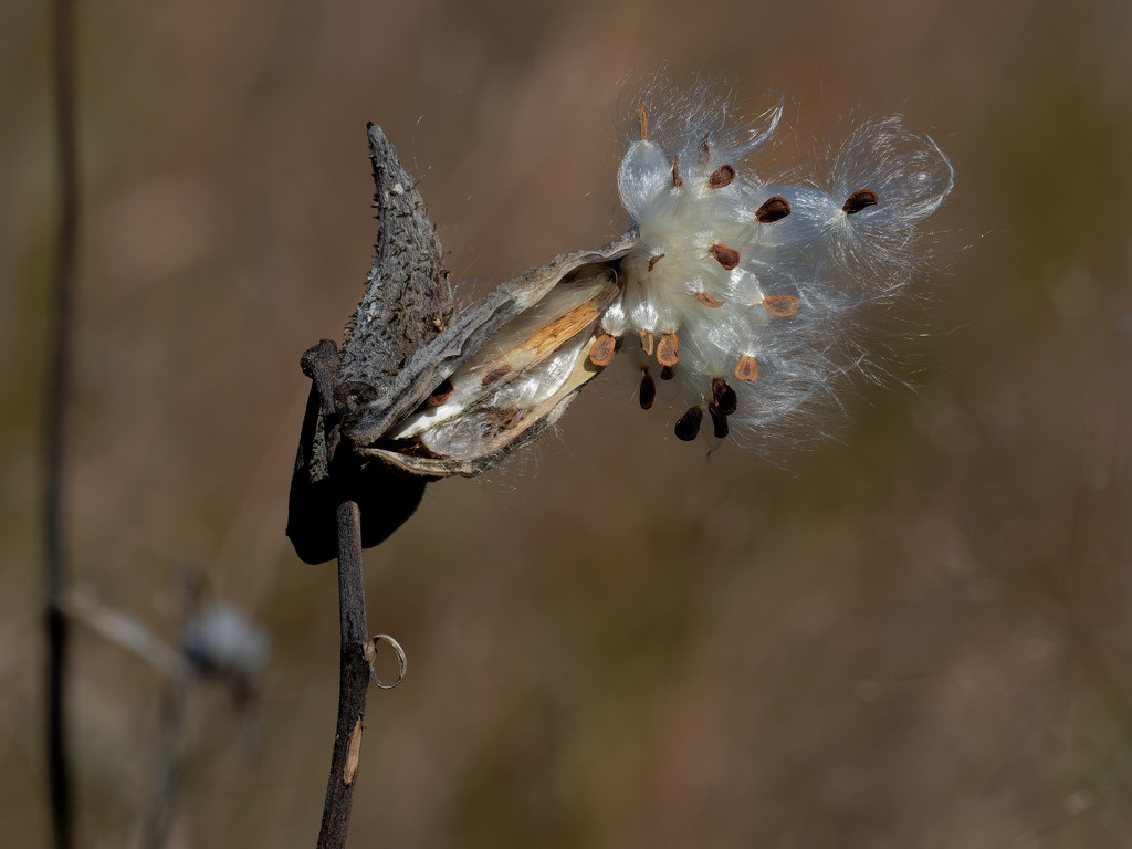 milkweed seeds landscape by rminer