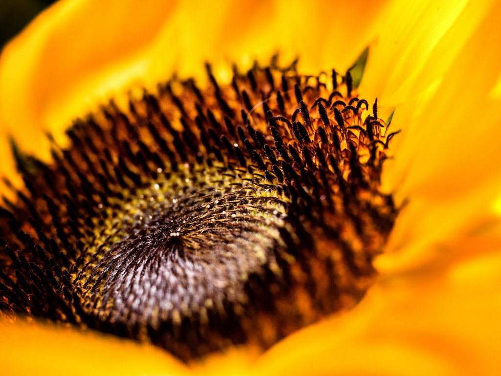 Sunflower by tosee