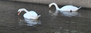 5th Oct 2019 - Day 278: Swans