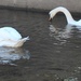 Day 278: Swans by jeanniec57