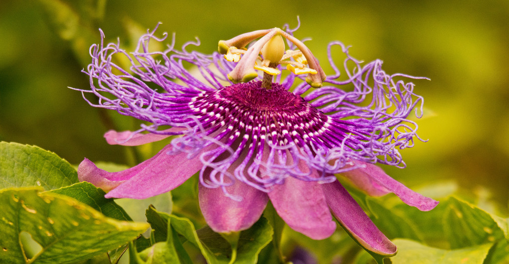 A Fresh Passion Flower! by rickster549