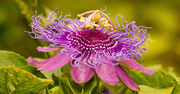 12th Oct 2019 - A Fresh Passion Flower!
