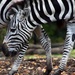 Zebras by randy23