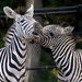 Playful Zebras by randy23