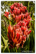 13th Oct 2019 - Big Red Flower Spike...