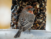 12th Oct 2019 - Male house finch