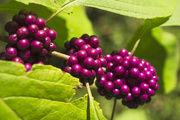 8th Oct 2019 - American beautyberry