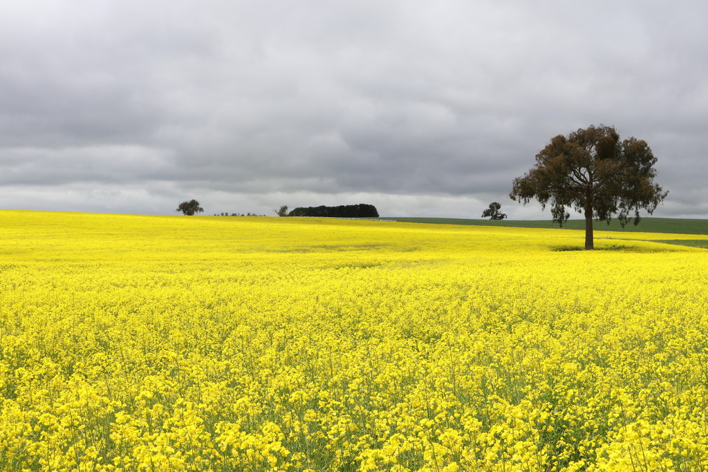 A field of gold by gilbertwood