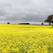 A field of gold by gilbertwood