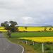 Miles and miles of canola! by gilbertwood