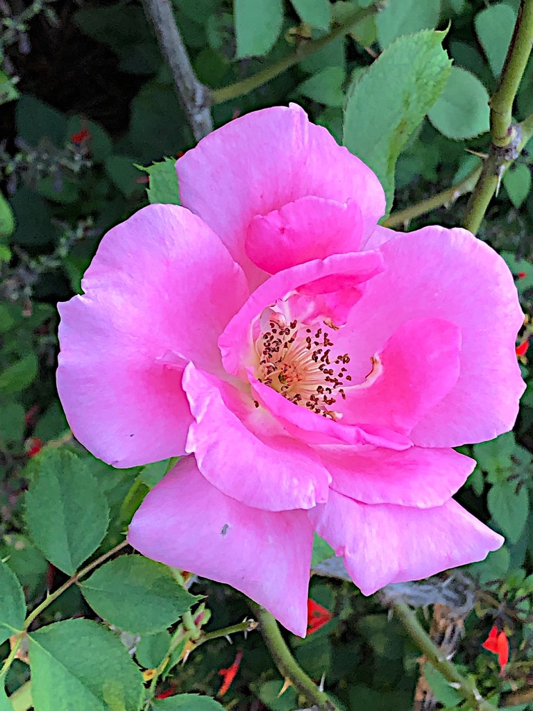 Rose, Hampton Park Garden, Charleston by congaree