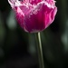 Pink Tulip by nicolecampbell
