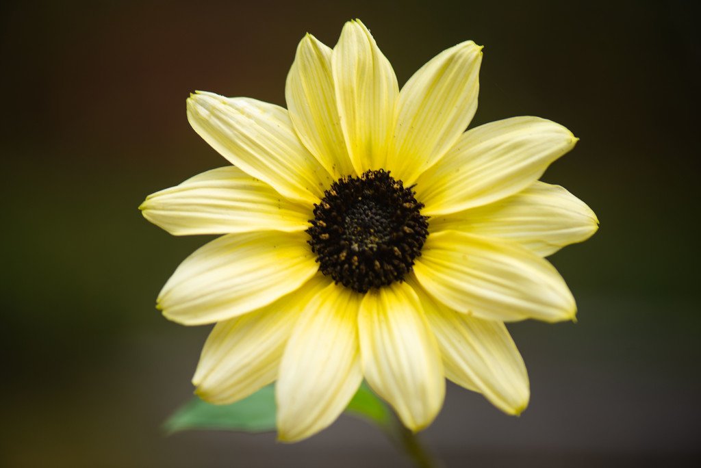 Final Sunflowers by dianen