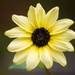 Final Sunflowers by dianen